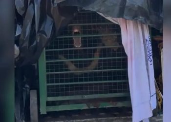 बड़ी खबर : चमोली में आतंक का पर्याय बन चुका पिंजरे में कैद भालू अब चिड़ियाघर की बड़ा रहा शोभा