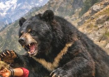 दहशत : अब यहां भालू के हमले में दो महिलाएं गंभीर घायल