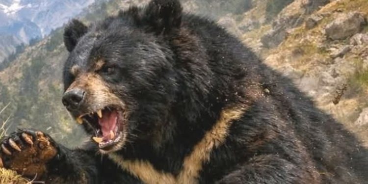 दहशत : अब यहां भालू के हमले में दो महिलाएं गंभीर घायल