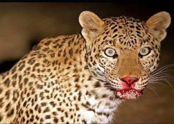 दुखद : आंगन में खेल रही डेढ़ वर्षीय बच्ची को उठाकर ले गया गुलदार, दो घंटे बाद शव बरामद