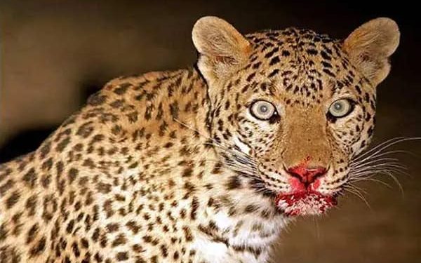 दुखद : आंगन में खेल रही डेढ़ वर्षीय बच्ची को उठाकर ले गया गुलदार, दो घंटे बाद शव बरामद