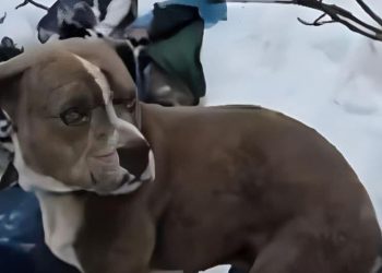 अजब गजब : एक वफादार कुत्ते की बेमिसाल वफादारी