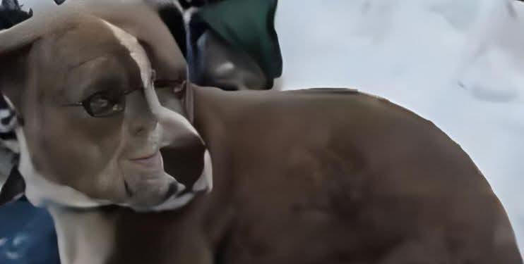 अजब गजब : एक वफादार कुत्ते की बेमिसाल वफादारी