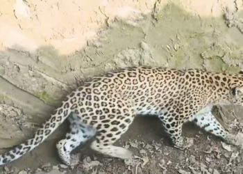 रुद्रप्रयाग : मां की गोद से बच्चे को छीनकर ले गया गुलदार, अभी तक नहीं मिला कोई सुराग