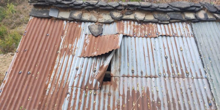 जंगली जानवरों की दहशत बरकरार : अब यहां भालू ने गौशाला की छत उखाड़ी, कुत्तों के भौंकने पर भाग खड़ा हुआ