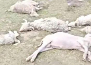 दुखद : आकाशीय बिजली गिरने से गरीब पशुपालक की एक दर्जन से अधिक भेड़-बकरियों की मौत