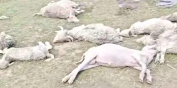 दुखद : आकाशीय बिजली गिरने से गरीब पशुपालक की एक दर्जन से अधिक भेड़-बकरियों की मौत