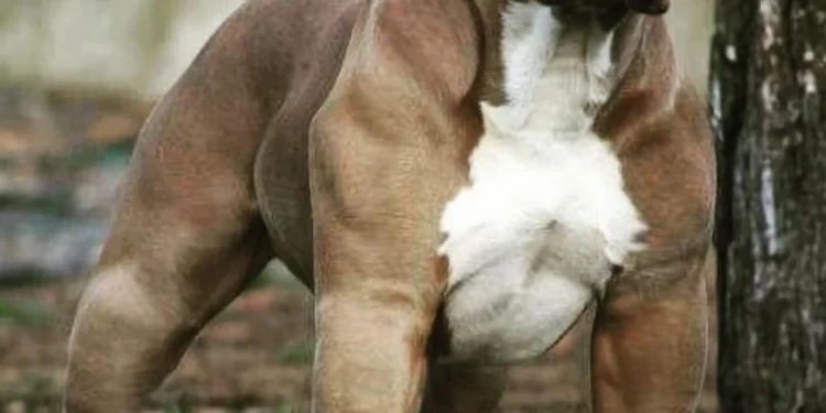 देहरादून : इन नस्ल के कुत्तों का रजिस्ट्रेशन नहीं तो होगा 20 हजार का जुर्माना