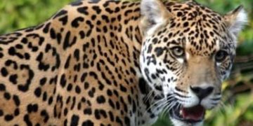दहशत : यहां 11 वर्षीय बच्चे को उठा ले गया गुलदार