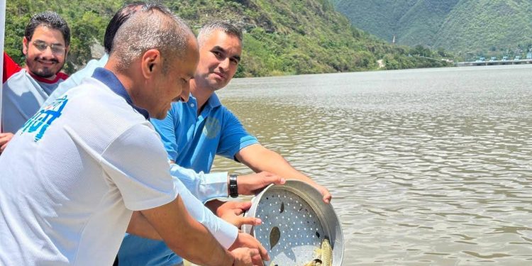 नमामि गंगे : अलकनंदा नदी में छोड़ी गईं 7000 महाशीर मछलियां