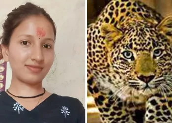 ब्रेकिंग : चंपावत के सिमल्टा गांव में घर में घुसकर गुलदार ने किया हमला, बेटी ने बहादुरी से बचाई पिता की जान