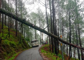 रूद्रप्रयाग : पेड़ गिरने से मयाली-जखोली मोटर मार्ग बाधित, विश्वनाथ सेवा सहित दर्जनों वाहन फंसे