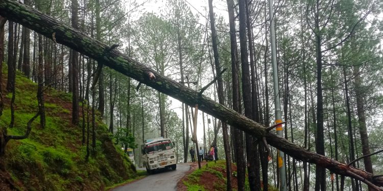 रूद्रप्रयाग : पेड़ गिरने से मयाली-जखोली मोटर मार्ग बाधित, विश्वनाथ सेवा सहित दर्जनों वाहन फंसे