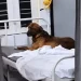 गजब: सबसे बड़े सरकारी अस्पताल में बदहाली, 120 बेड पर 150 मरीज, पेइंग वार्ड के बेड पर सोता मिला आवारा कुत्ता