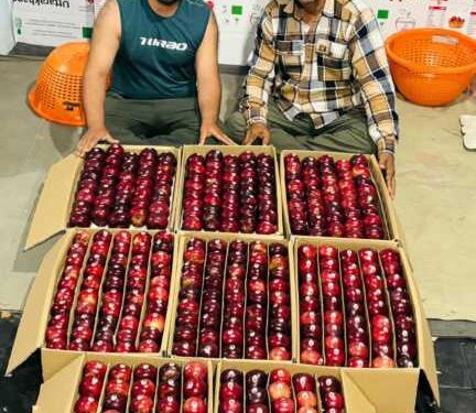सरकारी योजनाओं से बदली बागवान की तकदीर, सेब ग्रेडिंग-पैकेजिंग से बढ़ी आय