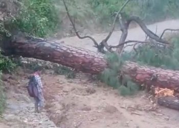 जखोली : आंधी-तूफान और ओलावृष्टि के चलते मयाली- रणधार मोटर मार्ग पेड़ गिरने से बाधित, विश्वनाथ सेवा समेत दर्जनों वाहन फंसे