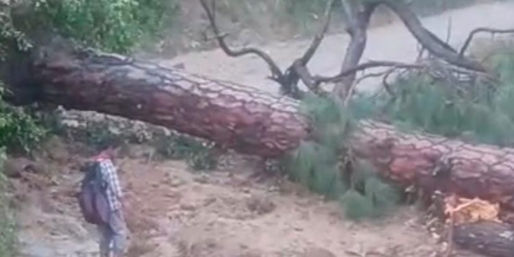 जखोली : आंधी-तूफान और ओलावृष्टि के चलते मयाली- रणधार मोटर मार्ग पेड़ गिरने से बाधित, विश्वनाथ सेवा समेत दर्जनों वाहन फंसे