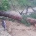 जखोली : आंधी-तूफान और ओलावृष्टि के चलते मयाली- रणधार मोटर मार्ग पेड़ गिरने से बाधित, विश्वनाथ सेवा समेत दर्जनों वाहन फंसे